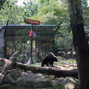 North America- Black Bear