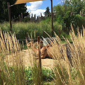 Heart of Africa- Camel