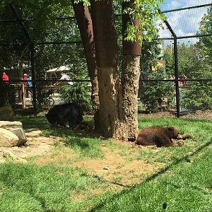 North America- Black Bear