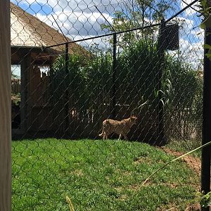 Heart of Africa- Cheetah