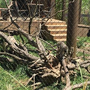 Heart of Africa- Vervet Monkey