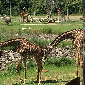 Heart of Africa- Savanna