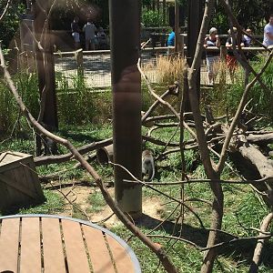 Heart of Africa- Vervet Monkey