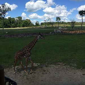 Heart of Africa- Savanna