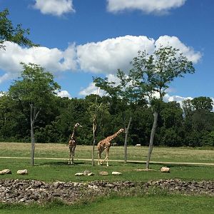 Heart of Africa- Savanna