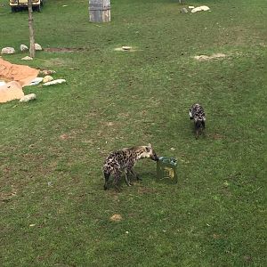 Heart of Africa- Watering Hole