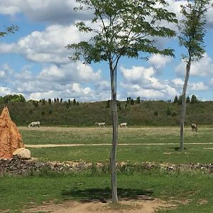 Heart of Africa- Savanna