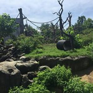 Regenstein Center for African Apes