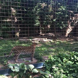 Kovler Lion House- Leopard