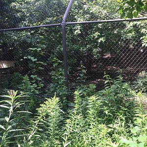 Pritzker Children's Zoo- Red Wolf