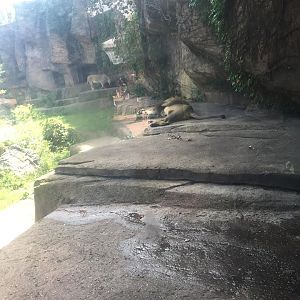 Kovler Lion House- Lion