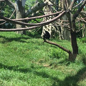 Regenstein Center for African Apes- Chimpanzee
