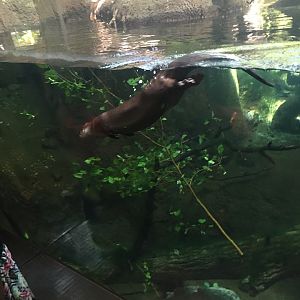 Pritzker Children's Zoo- Otter