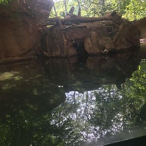 Pritzker Children's Zoo- Beaver