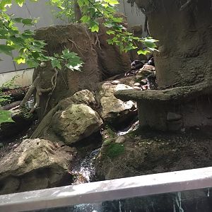 Pritzker Children's Zoo- Otter