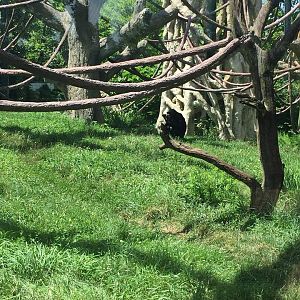 Regenstein Center for African Apes