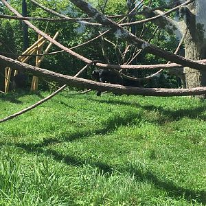 Regenstein Center for African Apes