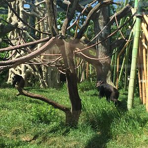 Regenstein Center for African Apes