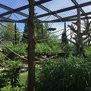Regenstein Center for African Apes