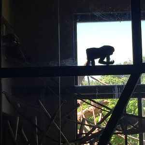 Regenstein Center for African Apes