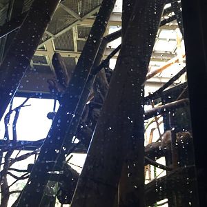 Regenstein Center for African Apes