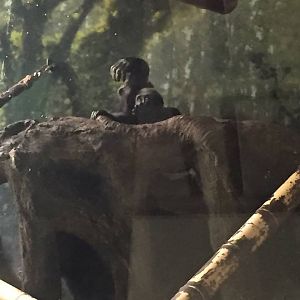 Regenstein Center for African Apes