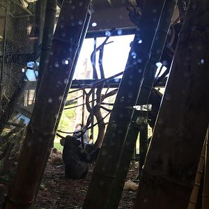 Regenstein Center for African Apes