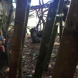 Regenstein Center for African Apes