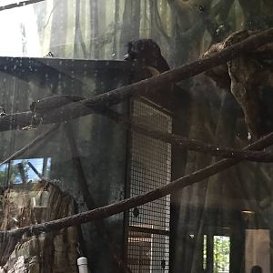 Regenstein Center for African Apes