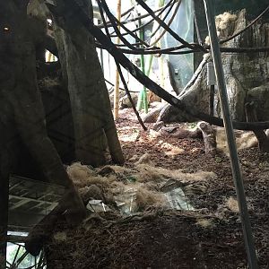 Regenstein Center for African Apes
