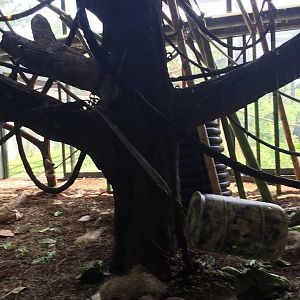 Regenstein Center for African Apes