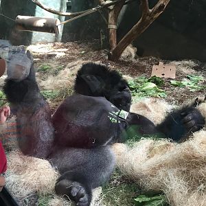 Regenstein Center for African Apes