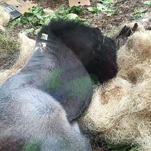 Regenstein Center for African Apes