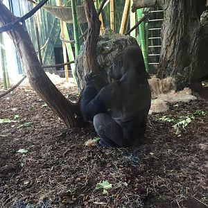 Regenstein Center for African Apes