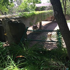 Antelope/Zebra Area- Zebra