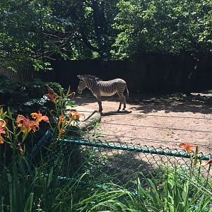 Antelope/Zebra Area- Zebra