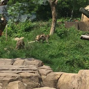 Regenstein Macaque Forest