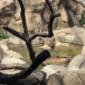 Regenstein Macaque Forest