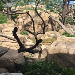 Regenstein Macaque Forest