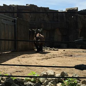 Regenstein African Journey- Black Rhinoceros