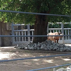 Regenstein African Journey- Black Rhinoceros