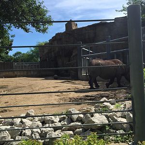 Regenstein African Journey- Black Rhinoceros
