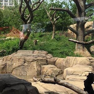 Regenstein Macaque Forest