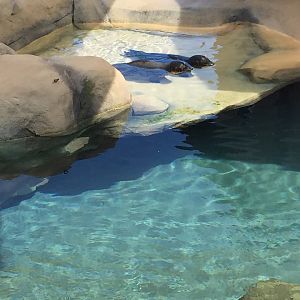 Kovler Sea Lion Pool- Seal