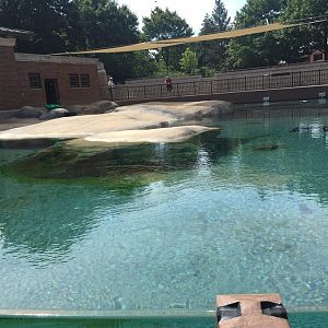 Kovler Sea Lion Pool- Seal
