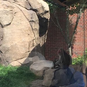 Regenstein Macaque Forest