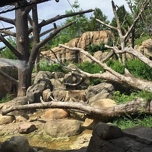 Regenstein Macaque Forest