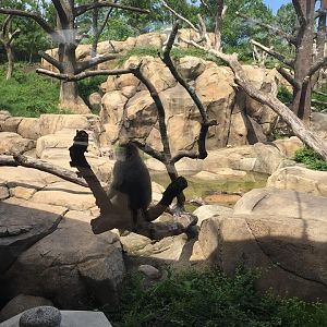 Regenstein Macaque Forest