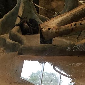 Rare Apes of Africa- Bonobo