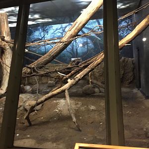 Primates of the World